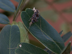 Macronemus filicornis