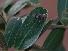 Macronemus filicornis