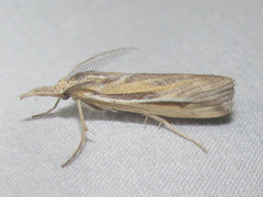 Thaumatopsis pexellus