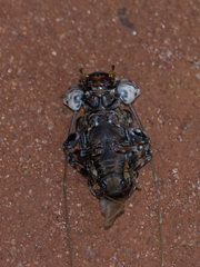 Macronemus filicornis