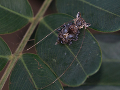 Macronemus filicornis