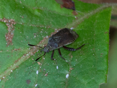 Notholopus