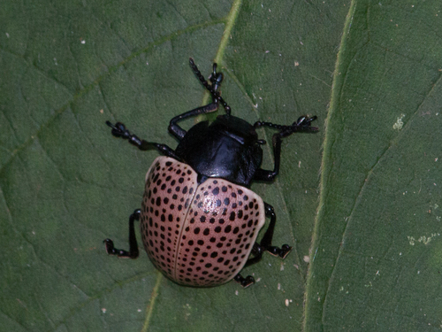 Doryphora sparsa · iNaturalist