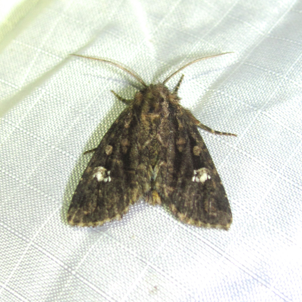 Tricholita knudsoni