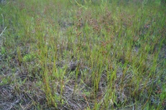 Juncus acuminatus