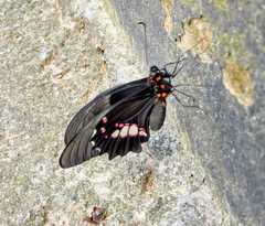 Heraclides anchisiades