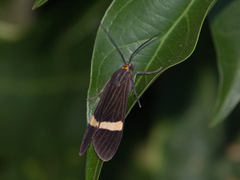 Aclytia