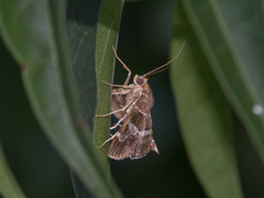 Hymeniini