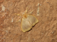 Euproctis fimbriata