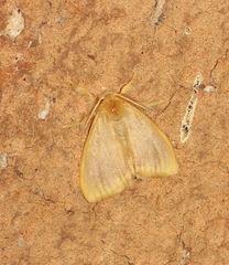 Euproctis fimbriata