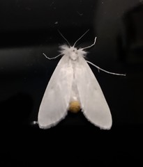 Rupela albinella