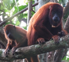Alouatta sara