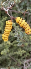 Prosopis reptans