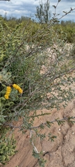Prosopis reptans