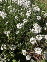 Lobularia maritima