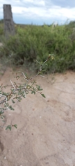 Prosopis reptans