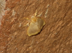 Euproctis fimbriata