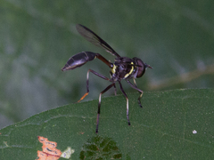 Salpingogaster