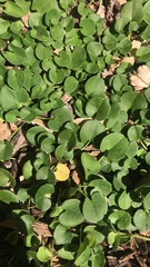Dichondra repens