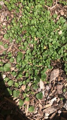 Dichondra repens