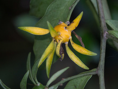 Pereskia