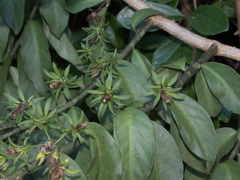 Pereskia