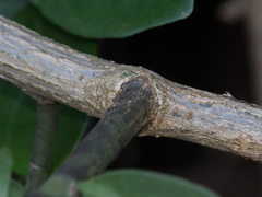 Pereskia
