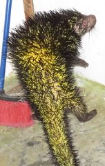 Coendou bicolor