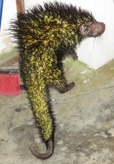 Coendou bicolor