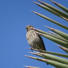 Haemorhous mexicanus