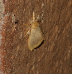 Euproctis fimbriata