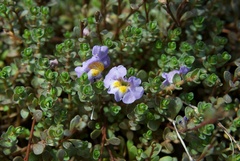 Thyridia repens