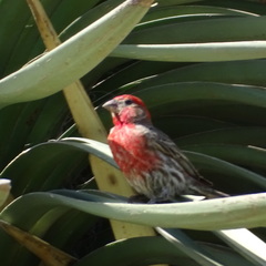Haemorhous mexicanus