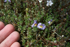 Thyridia repens