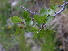 Prunus fremontii