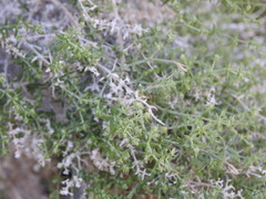 Galium stellatum