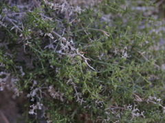 Galium stellatum