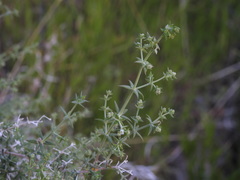 Galium stellatum