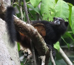 Saguinus weddelli weddelli