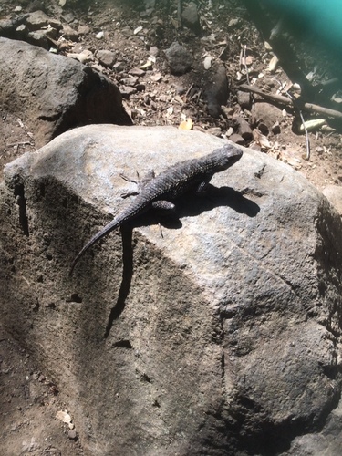 iNaturalist observation photo of Western Fence Lizard