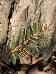 Taxus canadensis