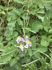 Solanum commersonii