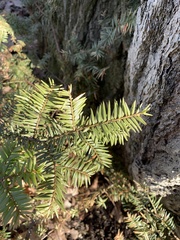 Taxus canadensis