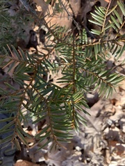 Taxus canadensis