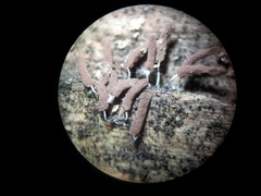 Stemonitopsis typhina