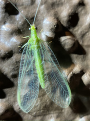 Chrysoperla comanche