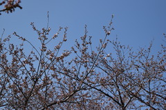 Prunus × yedoensis