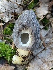 Morchella exuberans