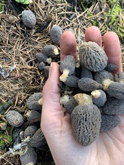 Morchella exuberans