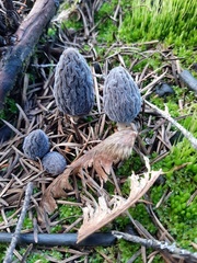 Morchella exuberans